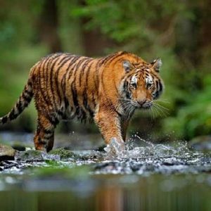 Jejak dan Ciri Harimau Jawa