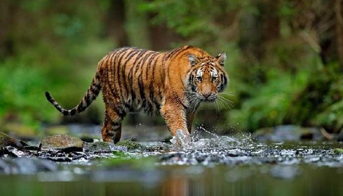 Jejak dan Ciri Harimau Jawa