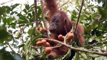 Perubahan Iklim Terhadap Habitat Orangutan