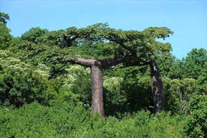 Baobab dari Suarez