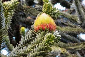 Pinus Patagonian