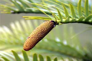 Pinus wollemi