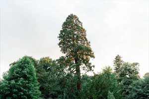 Sequoia raksasa