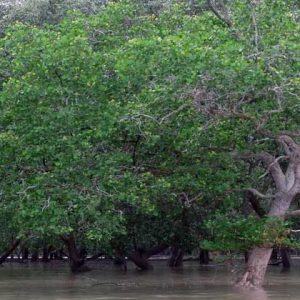 Spesies Mangrove